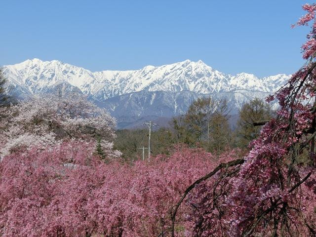 小川村桜ウィーク アソビュー