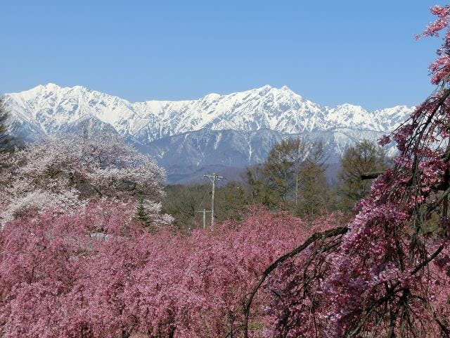 小川村桜ウィーク アソビュー 小川村桜ウィーク アソビュー