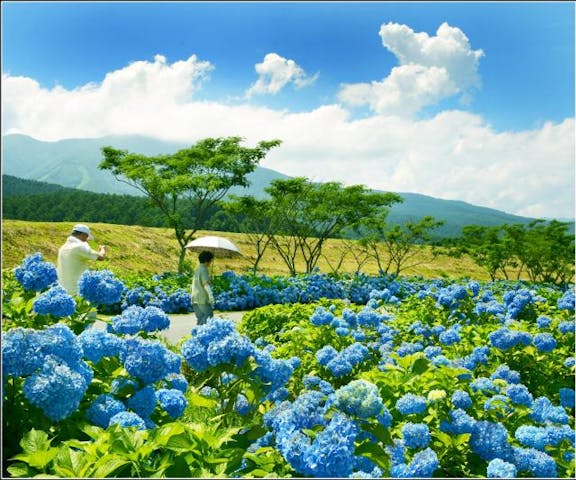霊仙寺湖　あじさい園