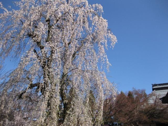 長谷寺のシダレザクラ