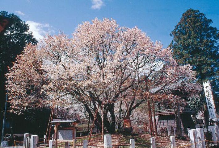 中将姫誓願桜