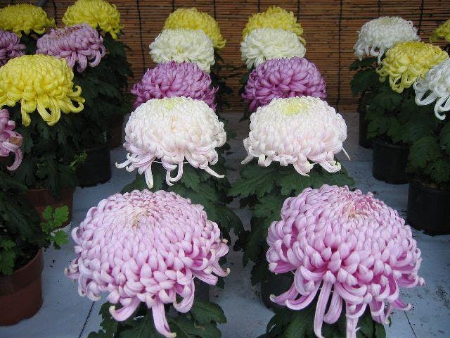 岐阜公園菊人形・菊花展