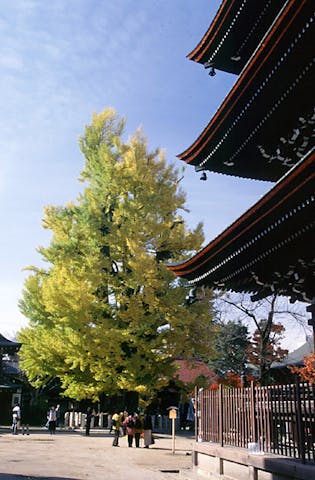 飛騨国分寺の大イチョウ