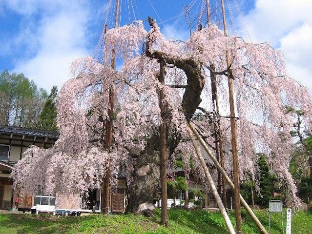 西光寺の枝垂れザクラ