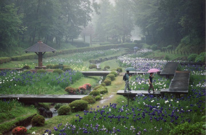 百年公園しょうぶ園