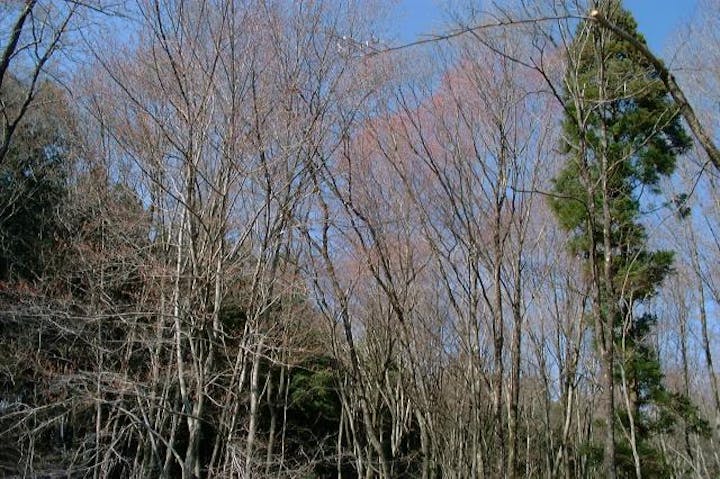 ハナノキ自生地（千旦林）