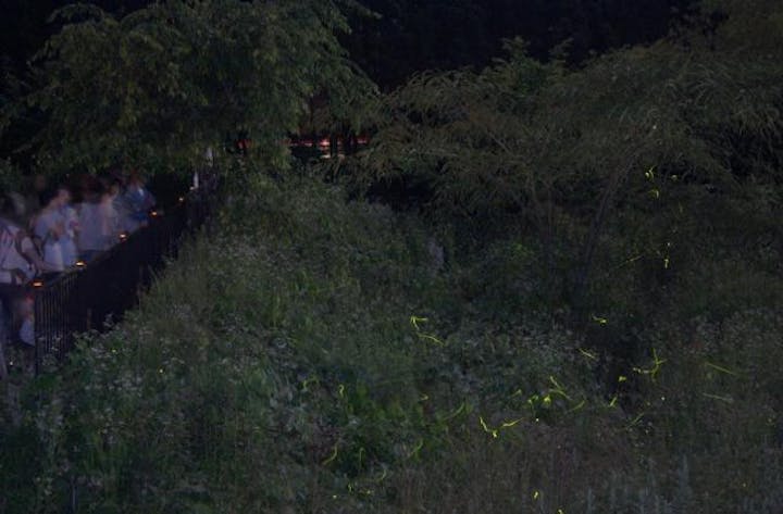 [中止になりました]　馬籠のホタルまつり