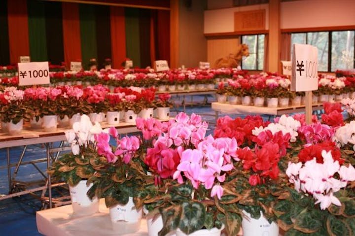 [中止になりました]特産安岐そば・シクラメン祭り