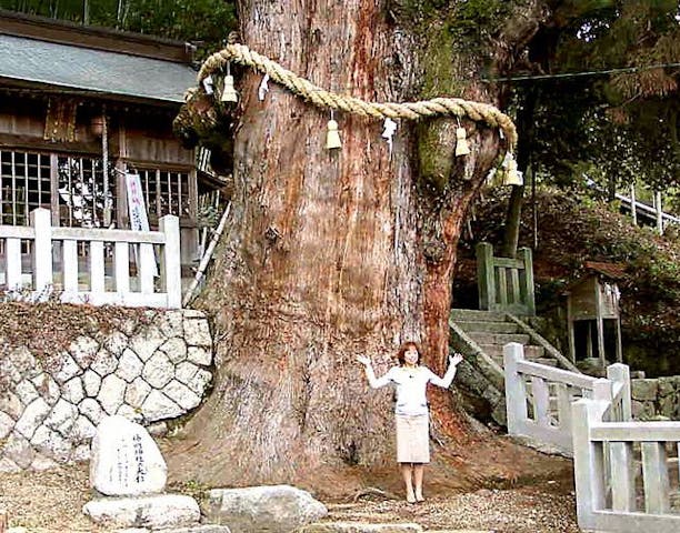 大湫神明神社の大杉