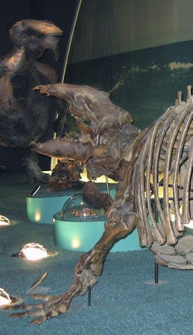 瑞浪市化石博物館