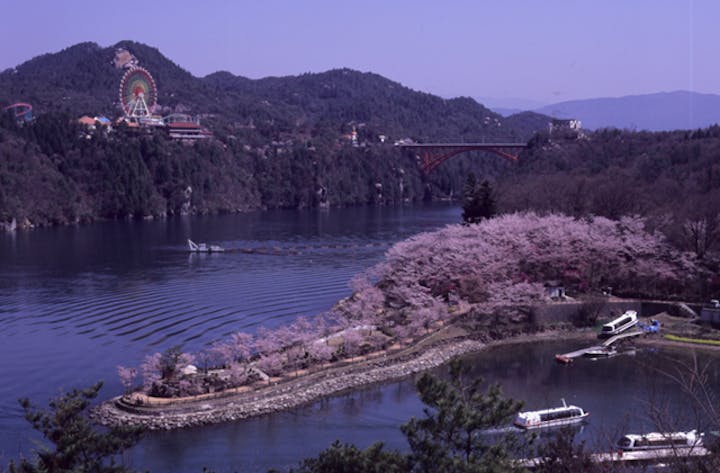 恵那峡の桜・藤