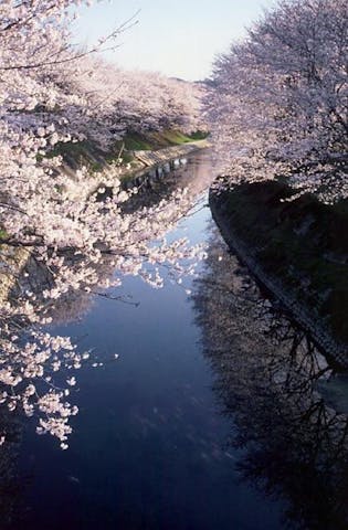新境川の桜