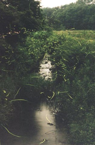 【2021年は開催情報周知せず】大安寺川ホタルまつり