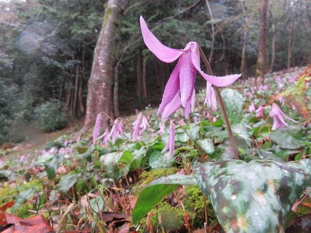 カタクリ群生地（山県市赤尾）