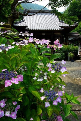 あじさいの山寺三光寺