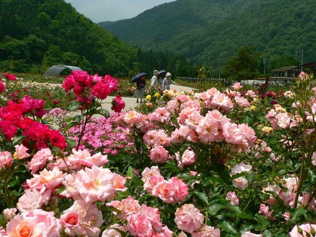 香愛ローズガーデン