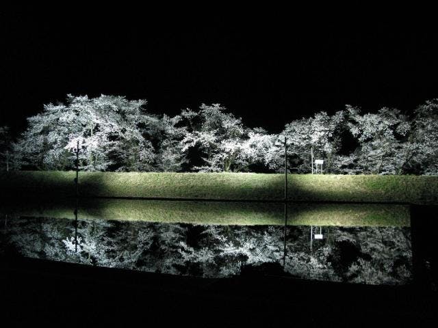御所桜　夜のライトアップ