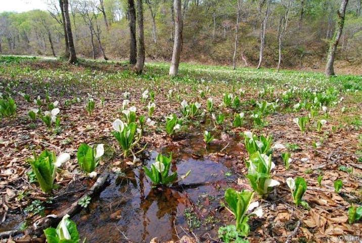 高層湿原植物群落