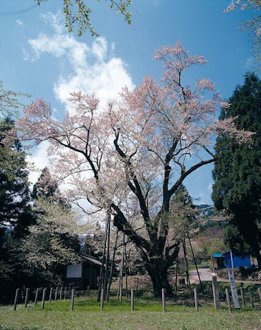 藤路の桜