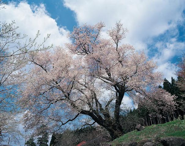 善勝寺の桜
