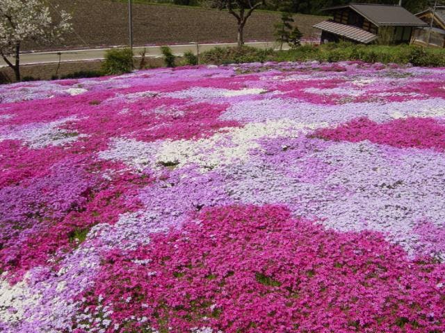 国田家の芝桜
