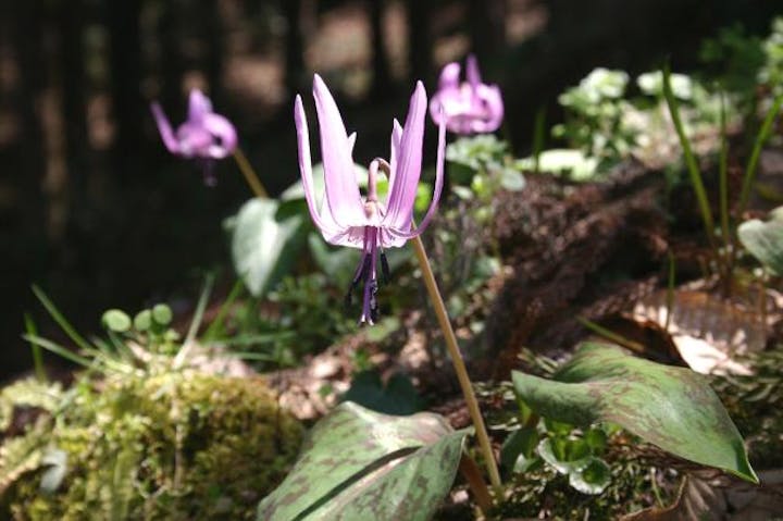 古今伝授の里ハイキングコース