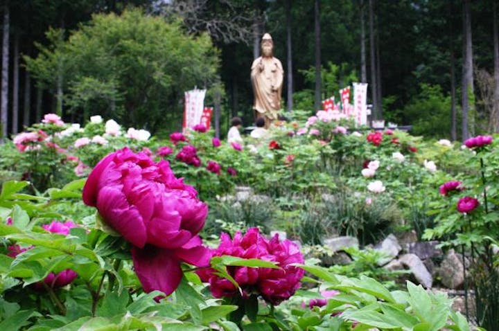 桂昌寺ぼたん園
