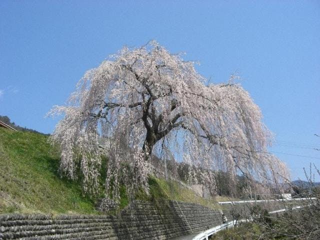 四美のしだれ桜