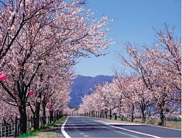 大榑川堤の桜並木