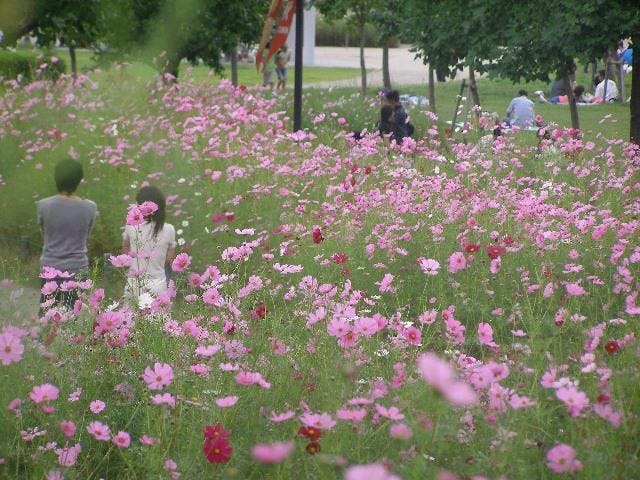 木曽三川公園秋の花物語