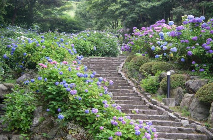 月見の森 あじさい祭