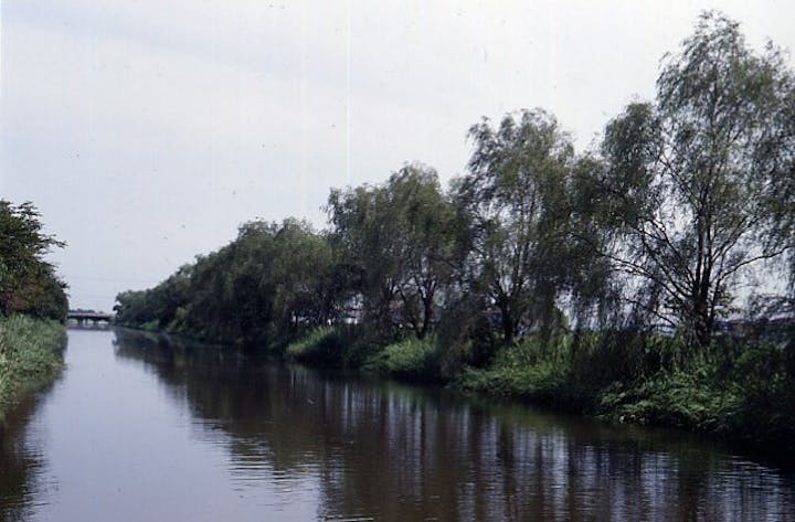 中江川桜・柳並木