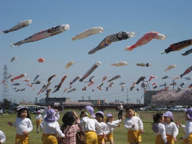 相川鯉のぼり一斉遊泳