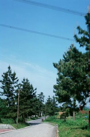 中山道の松並木