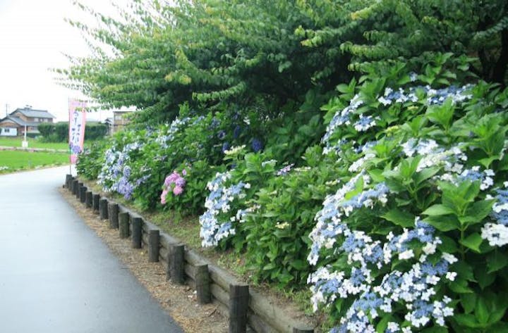 【2020年中止】あじさいまつり