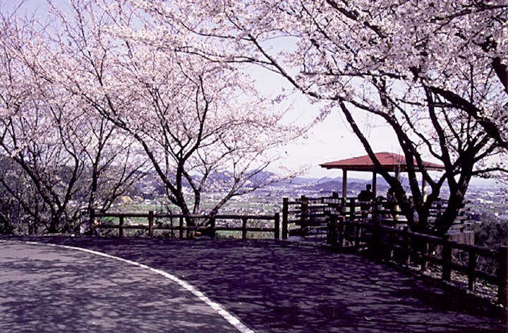 大谷スカイライン桜並木