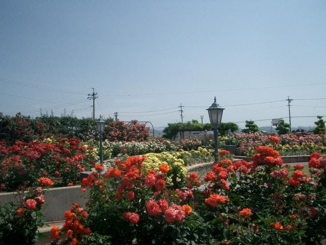 大野町バラ公園