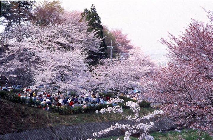 第71回池田サクラまつり