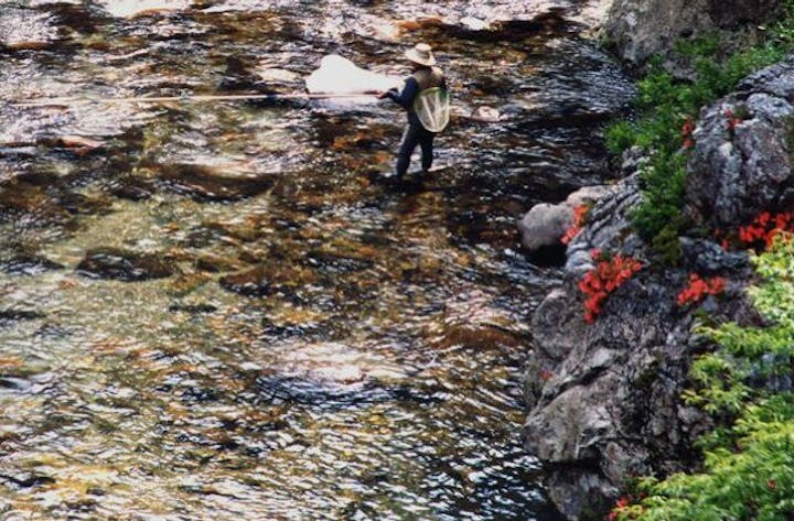 板取川のサツキ
