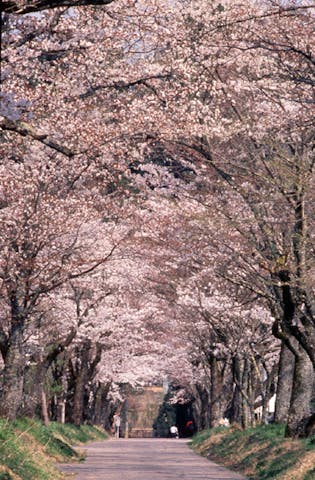 明建神社桜並木