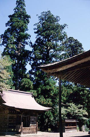 長滝白山神社の杉