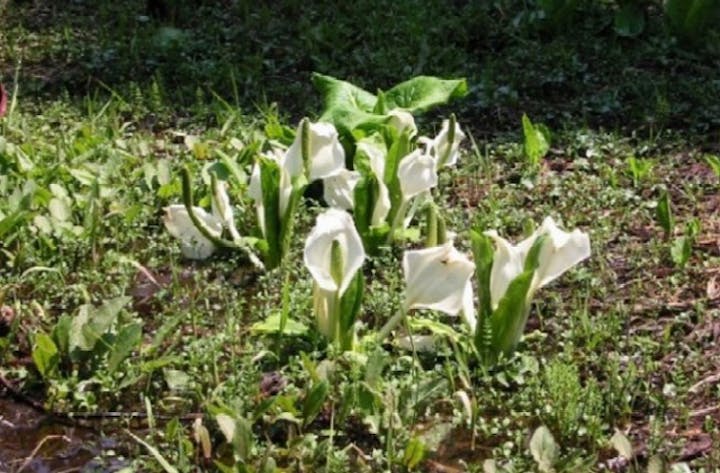 大踏山の水芭蕉