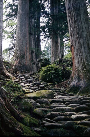白山中居神社の森