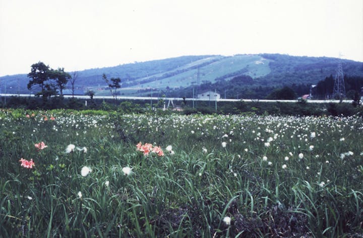 ひるがの高原の高層湿原植物群