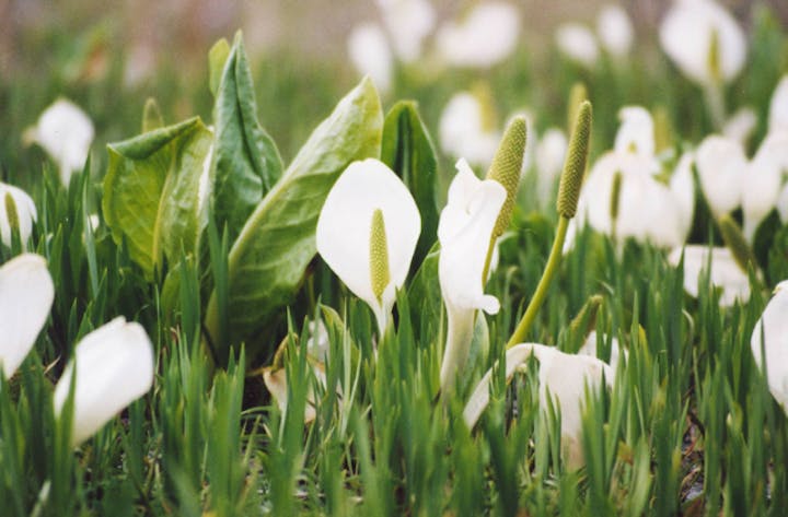ひるがの高原の水バショウ