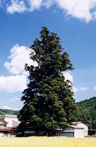 戸隠神社の一本杉　(岐阜県天然記念物)