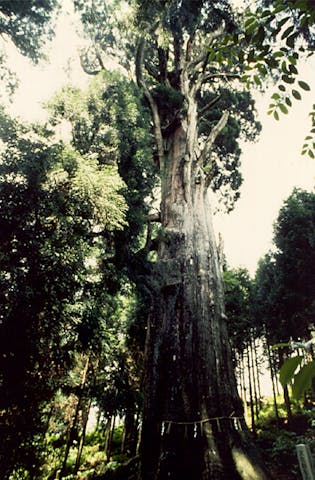 大山白山神社の大杉
