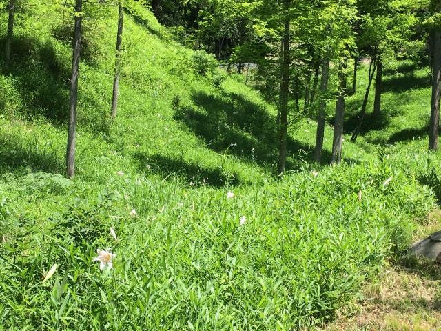 【中止】みたけの森　花あるき