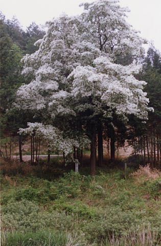 長瀞のヒトツバタゴ自生地（蛭川）