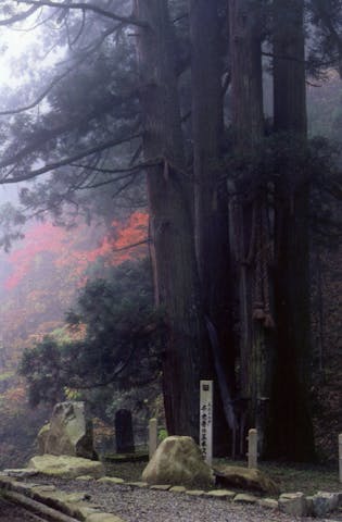 千光寺の五本杉